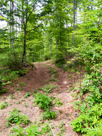 Path in the Forest Itinerary Malga Verde