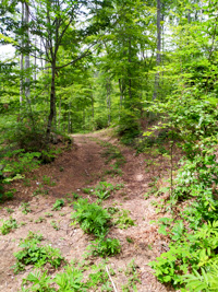 Sentiero nel Bosco Itinerario Malga Verde