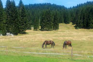 Horses in the path