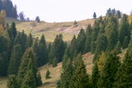 Orienteering at top of Larch