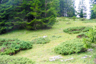 Orienteering in the Woods