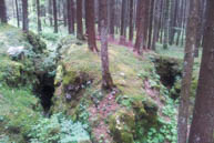 Löcher im Wald
