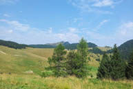 Larches On The Prairie