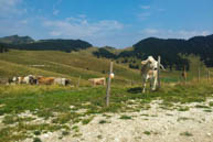 Mucche al Pascolo in Valformica
