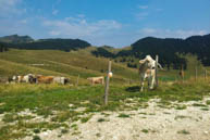 Cows grazing in Valformica