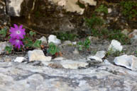 Flowers grown on Rock