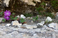 Blumen auf Felsen gewachsen