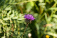 Flower in Path del Cengio