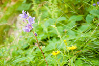 Colorful flowers in the path