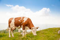 Cow Grazing on top