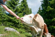 Cow Eating Grass