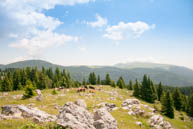 Grazing cows and Panorama