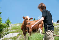 Wandern in der Nähe von Kühen