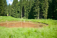 Puddle Mountain Pasture