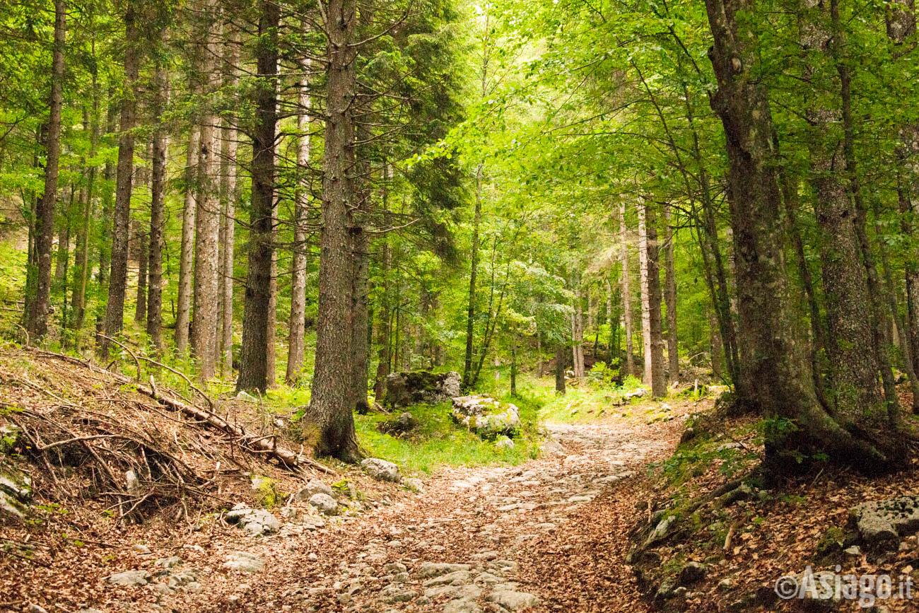 Risultato immagini per sentieri nel bosco