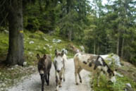 Donkeys in the middle of the Path