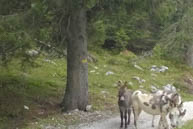 Donkeys on the trail Near Malga