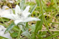 Particular Edelweiss