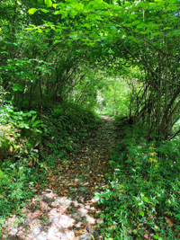 Mulattiera in the woods of Enego