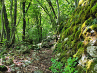 Sentiero nel bosco a Enego