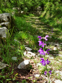 Sentiero Piovega di Sotto adatta al Trail Running