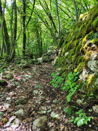 Mulattiera in den Wäldern des Piovega-Weges unten