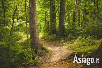 Cesuna Passeggiata al mattino storie di erbe