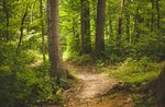 Escursione guidata "A caccia di alberi monumentali" a Cesuna - 19 luglio 2021