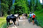 Alte Eisenbahn Zug, Fahrrad-Ausflug nicht verbindlich für jedermann geeignet 