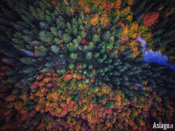 Autunno aull'Altopiano di Asiago - Boschi a Campomulo 