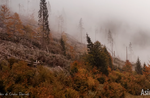 Ein Jahr nach Dem Sturm Vaia: Video in den Wäldern von Campomulo und Melette di Gallio - Asiago Plateau