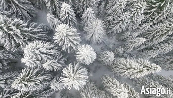 Bosco innevato ripreso con drone dall alto gennaio 2016