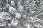 Video with drone on landscapes and snowy forests of Asiago plateau