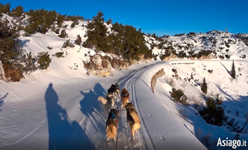 Escursione cani da slitta altopiano di asiago 2018