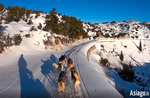 Video dog sledding on the Asiago plateau 7 Comuni-Excursion with dog sledding on snow