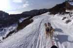 Video-Wandern mit Huskies Asiago-sleeddog