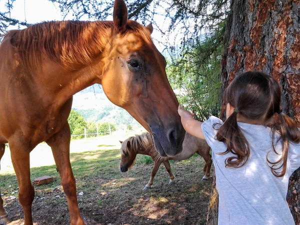 Impariamo il contatto con gli animali