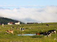 Mucche al pascolo sull altopiano