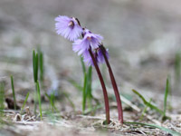 Soldanella alpina