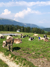 Le mucche della malga al pascolo