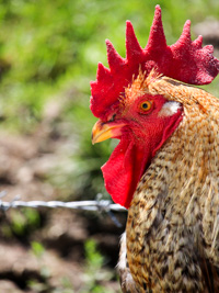 Gallo a Malga Dosso di Sotto