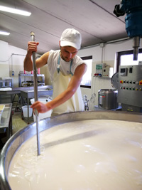 Produzione formaggio Asiago Dop a Malga Verde