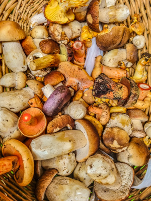 Funghi dell'Altopiano di Asiago appena raccolti nei boschi