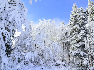 Alberi innevati Baita Monte Corno